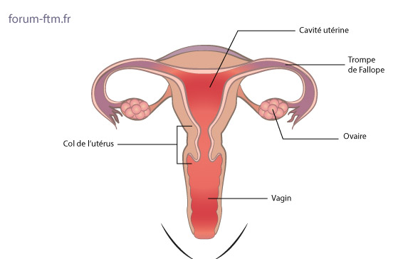 Uterus.jpg